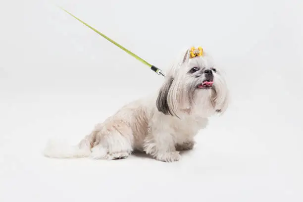 Photo of Cute shih tzu is sitting on the yellow background. Shih Tzu the Chrysanthemum Dog