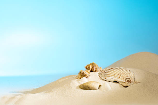 istock Close up view of shells on the sandy beach 1142821681