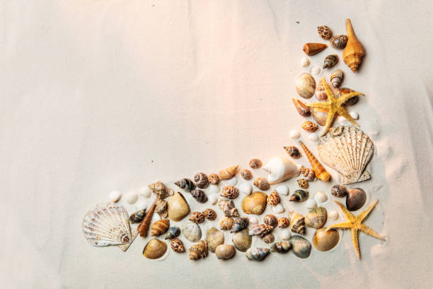 istock Top view of shells on sandy beach 1142821738