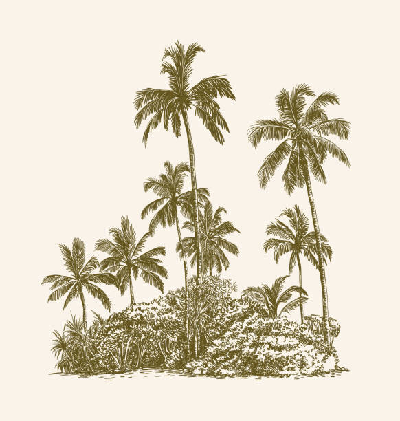 Palm trees and tropical thickets on the sand Drawing of palm trees and tropical thickets on the sand bay of water illustrations stock illustrations