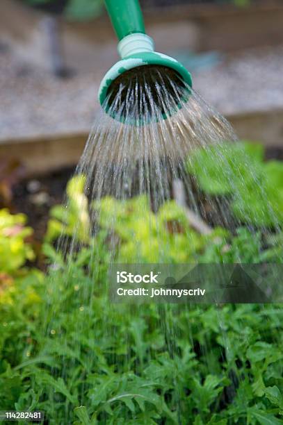 Casa Crecido Foto de stock y más banco de imágenes de Agricultura - Agricultura, Agua, Aire libre