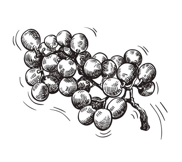 ilustraciones, imágenes clip art, dibujos animados e iconos de stock de imagen de una rama de uva sobre un fondo blanco - scroll shape corner victorian style silhouette