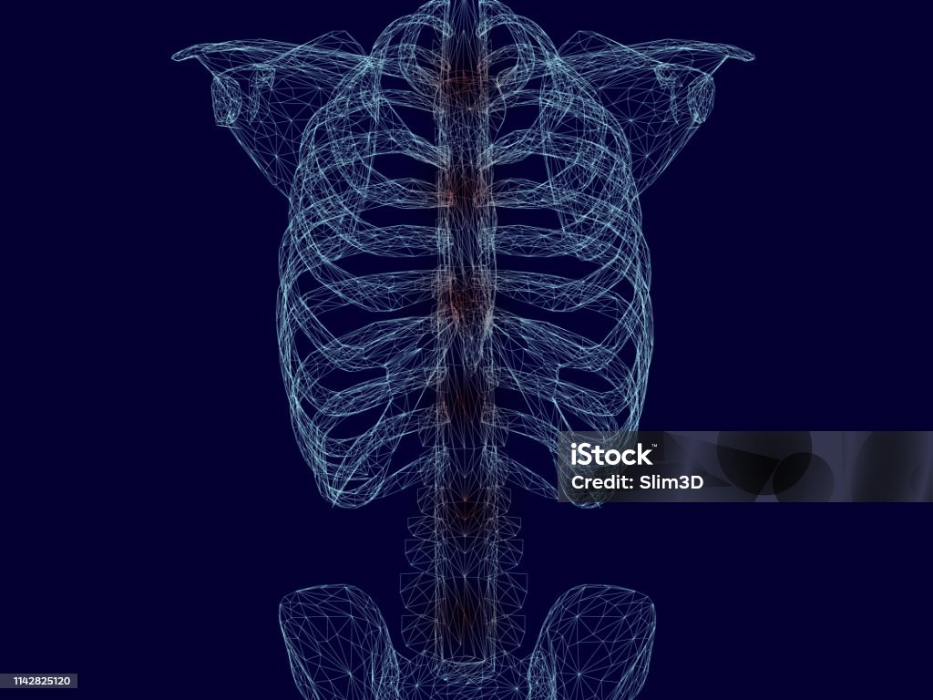 Wireframe of the chest and spine of a man of blue lines on a dark background. Red inflammatory areas along the spine. 3D. Vector illustration Wireframe of the chest and spine of a man of blue lines on a dark background. Red inflammatory areas along the spine. 3D. Vector illustration. Human Rib Cage stock vector