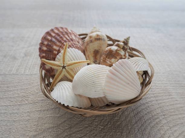 Basket filled with shells. Summer and beach combing concept.