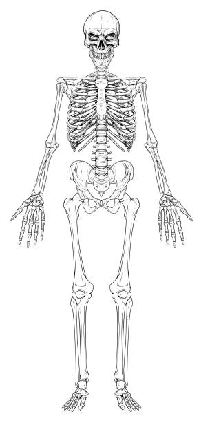 ilustrações de stock, clip art, desenhos animados e ícones de graphic black and white human bone skeleton vector - human bone the human body healthcare and medicine human skeleton