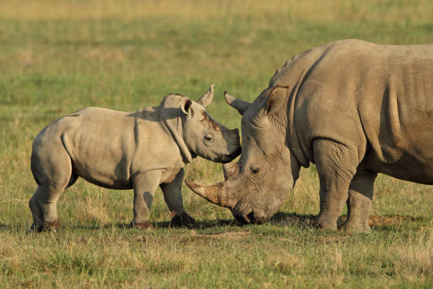 istock White rhino mom and calf 1142826516