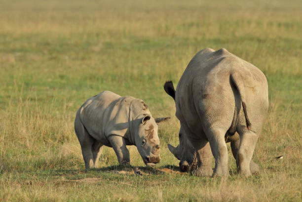 istock White rhino mom and calf 1142826519