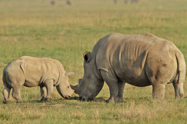 istock White rhino mom and calf 1142826549