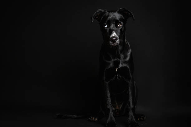 moody image of a black puppy - dog black labrador retriever animal nose imagens e fotografias de stock