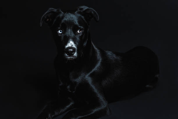 Black elegant dog laying down Black elegant dog laying down in a dark background huge black dog stock pictures, royalty-free photos & images