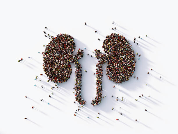 Human Crowd Forming A Human Kidney Symbol: Health Concept Human crowd forming a human kidney symbol on white background. Horizontal  composition with copy space. Clipping path is included. Health concept. kidney organ stock pictures, royalty-free photos & images