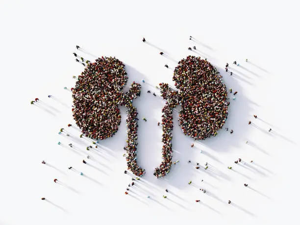 Human crowd forming a human kidney symbol on white background. Horizontal  composition with copy space. Clipping path is included. Health concept.