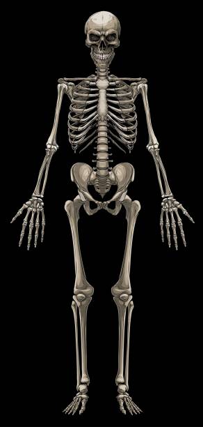ilustrações de stock, clip art, desenhos animados e ícones de graphic colorful human bone skeleton vector - human bone the human body healthcare and medicine human skeleton