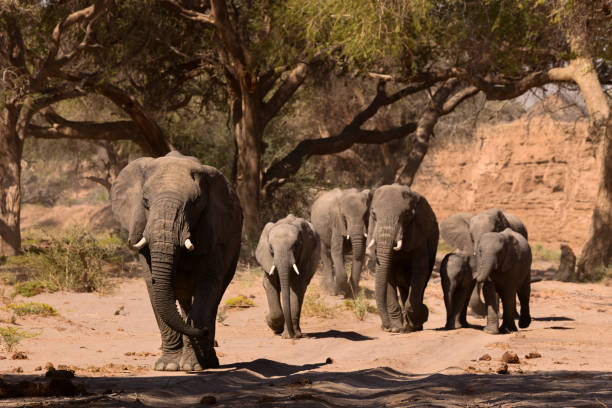 istock elephant in savannah in Namibia 1142828666