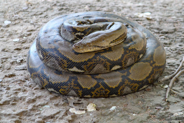 bobina da serpente de boa no jardim em tailândia - snake white curled up animal - fotografias e filmes do acervo