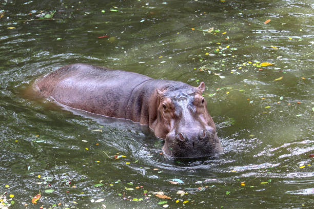 l'ippopotamo che nuota nel fiume - animal hippopotamus africa yawning foto e immagini stock