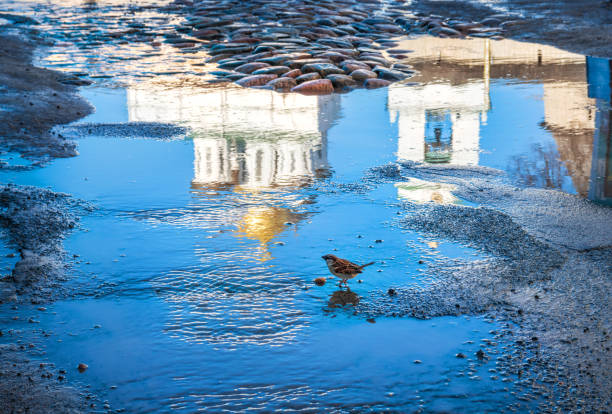 Reflection in a puddle of the Trinity Cathedral of the Pskov Kremlin and the Sparrow on a spring sunny day