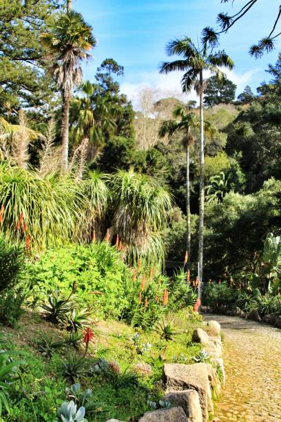 istock Leafy and green gardens in Sintra 1142832143