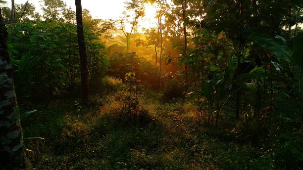 istock beautiful morning sunshine 1142832240