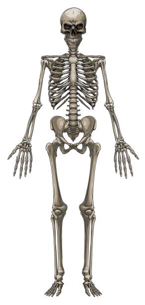 ilustrações de stock, clip art, desenhos animados e ícones de graphic colorful human bone skeleton vector - human bone the human body healthcare and medicine human skeleton