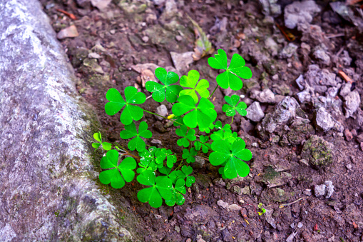 Macro shots of Creeping wood sorrel (Oxalis corniculata) plant With blurred background.The plan also known as procumbent yellow sorrel or sleeping beauty.St. Patrick's day holiday symbol.