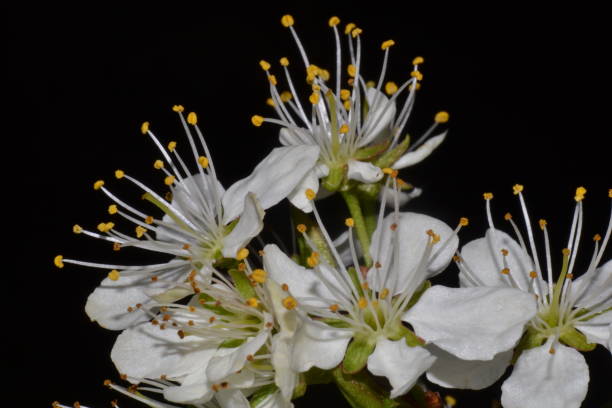 istock Beautiful flowers in Spring 1142834433