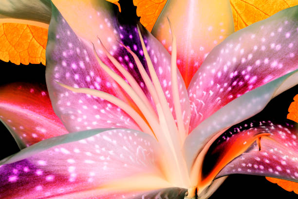 This is a macro photo of a stargazer lily botanical flower.  I altered the colors to give it a sunny, tropical look.