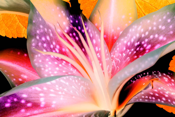 abstrakcyjny i kolorowy botaniczny tropikalny kwiat lilii. - lily pink stargazer lily flower zdjęcia i obrazy z banku zdjęć