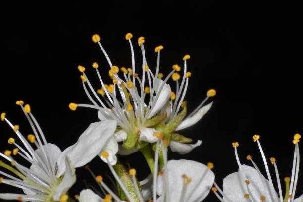 istock Beautiful flowers in Spring 1142834709