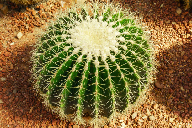istock cactus plant in greenhouse 1142836642