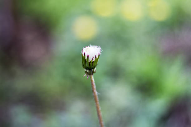 leontodon taraxacum desde el ángulo bajo o la perspectiva - leontodon fotografías e imágenes de stock