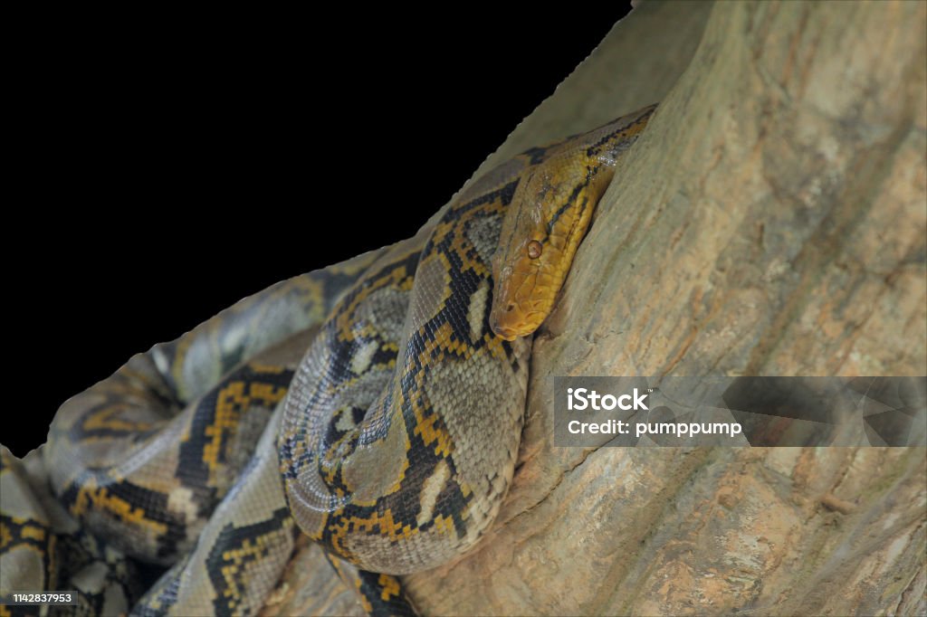 Burmese Python On Stick Tree At Thailand Stock Photo - Download Image ...
