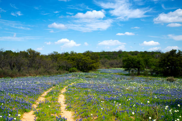 istock Bluebonnets in Texas Hill Country 1142838270