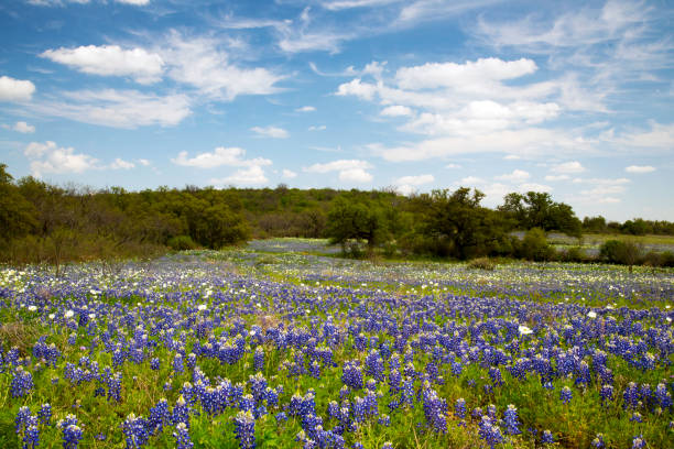 istock Bluebonnets in Texas Hill Country 1142838411