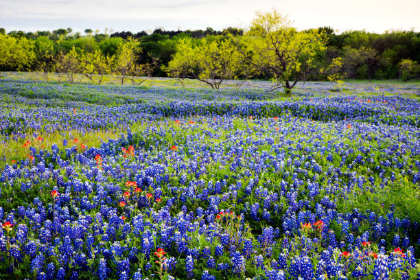 istock Bluebonnets in Texas Hill Country 1142838640