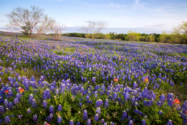 istock Bluebonnets in Texas Hill Country 1142838773