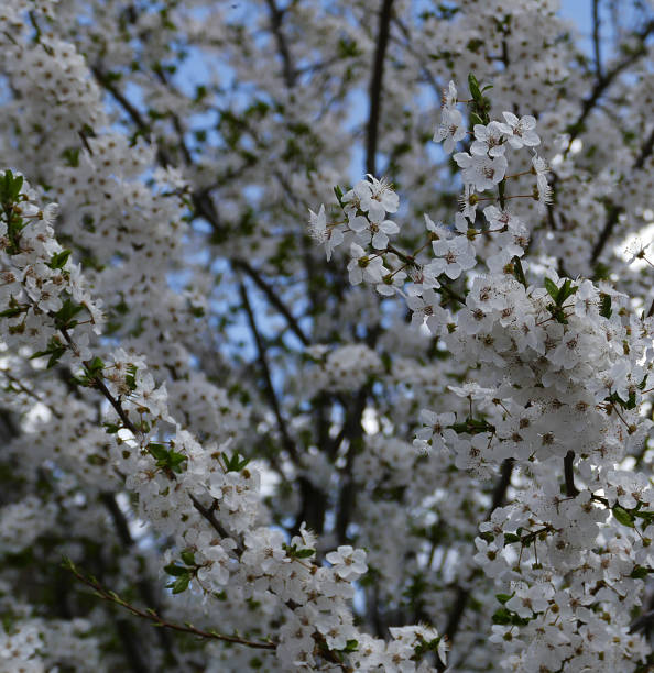 istock Blooming fruit trees in spring, flowering trees in spring 1142838804
