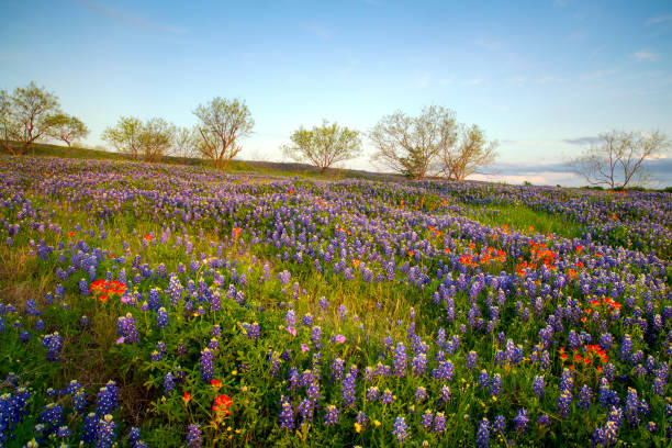 istock Bluebonnets in Texas Hill Country 1142838856
