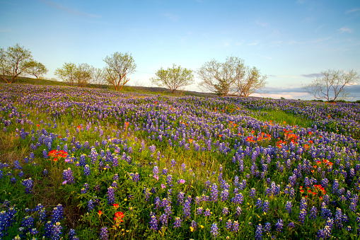 Bluebonnets on a ranch in Texas Hill Country