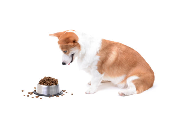 istock corgi with food 1142839741