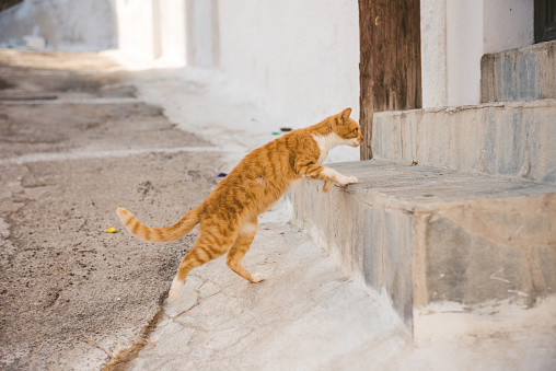 Side view of orange cat climbing on stairs of Akrotiri, Santorini, Greece
