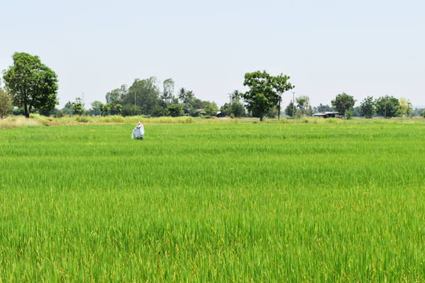 istock Crop area with blue sky in background 1142843211