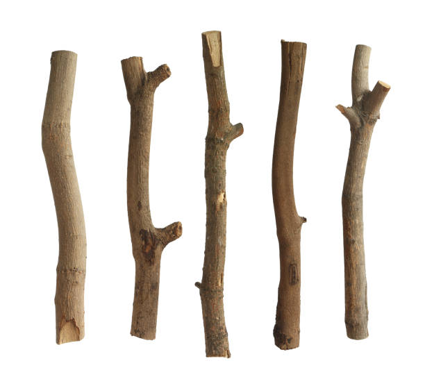 Dried tree trunks set Dried tree trunks set isolated on white background twig stick wood branch stock pictures, royalty-free photos & images