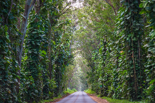 The Tree Tunnel, a beautiful canopy Maliuhi Road by eucalyptus trees creating a natural gateway to Kauai's south shore, Hawaii, USA