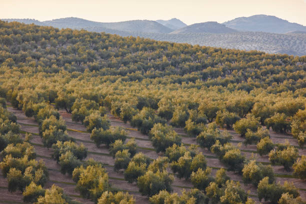 istock Olive tree fields in Andalusia. Spanish agricultural landscape. Jaen 1142845068