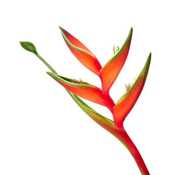 Photo of Heliconia bihai flower (Red palulu), Tropical flowers isolated on white background, with clipping path