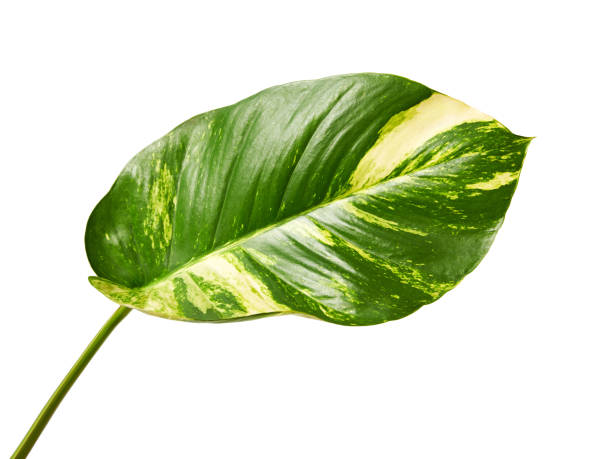 istock Devil's ivy, Golden pothos, Epipremnum aureum, Heart shaped leaves vine with large leaves isolated on white background, with clipping path 1142845982