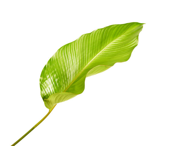 istock Calathea foliage, Exotic tropical leaf, Large green leaf, isolated on white background with clipping path 1142846049