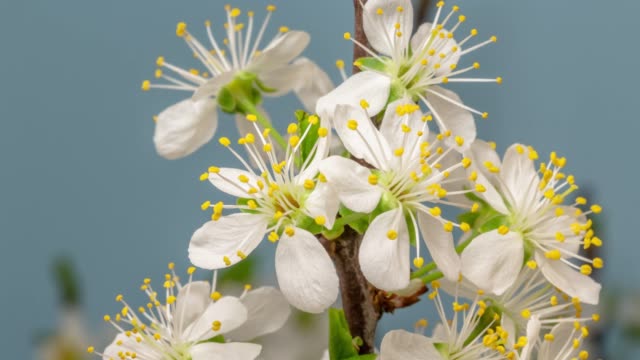Plum Flower blooming against blue background in a time lapse movie. Prunus growing in time-lapse. - Stock video, Slider vertical movement and rotating.
