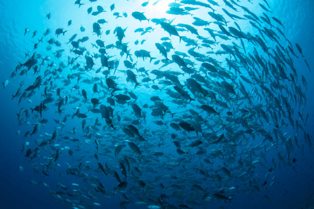 istock Large School of Fish in Blue Water 1142847389